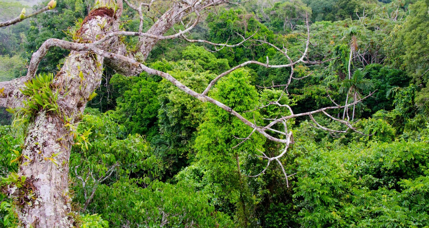 Luxury Travel Tour To Ecuador Amazon Canopy