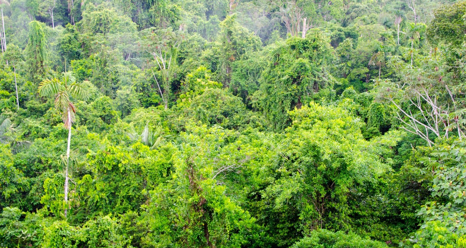 Luxury Travel Tour To Ecuador Amazon Jungle Canopy
