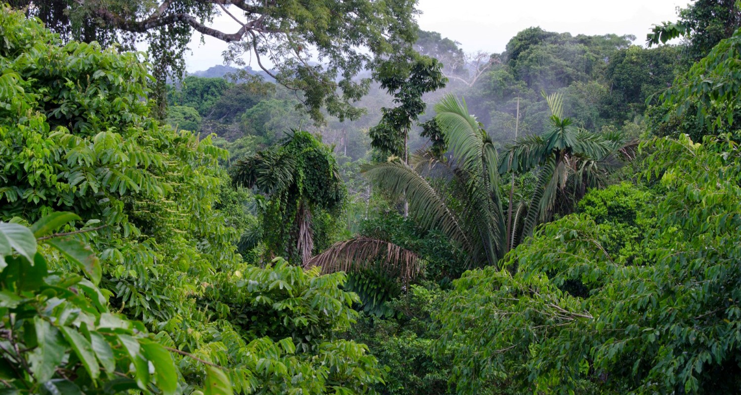 Luxury Travel Tour To Ecuador Amazon Jungle Lodge