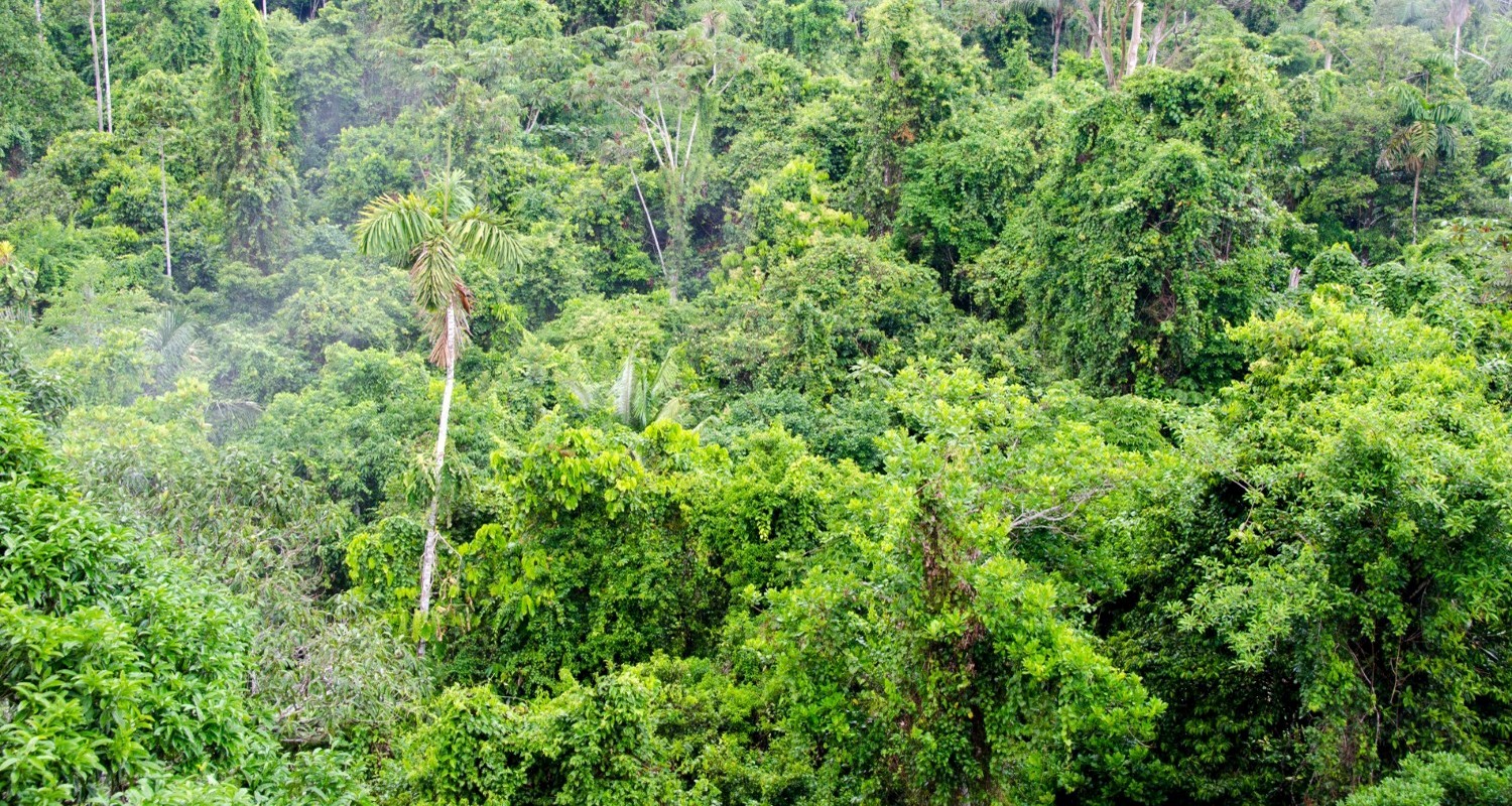 Luxury Travel Tour To Ecuador Amazon Rainforest Canopy