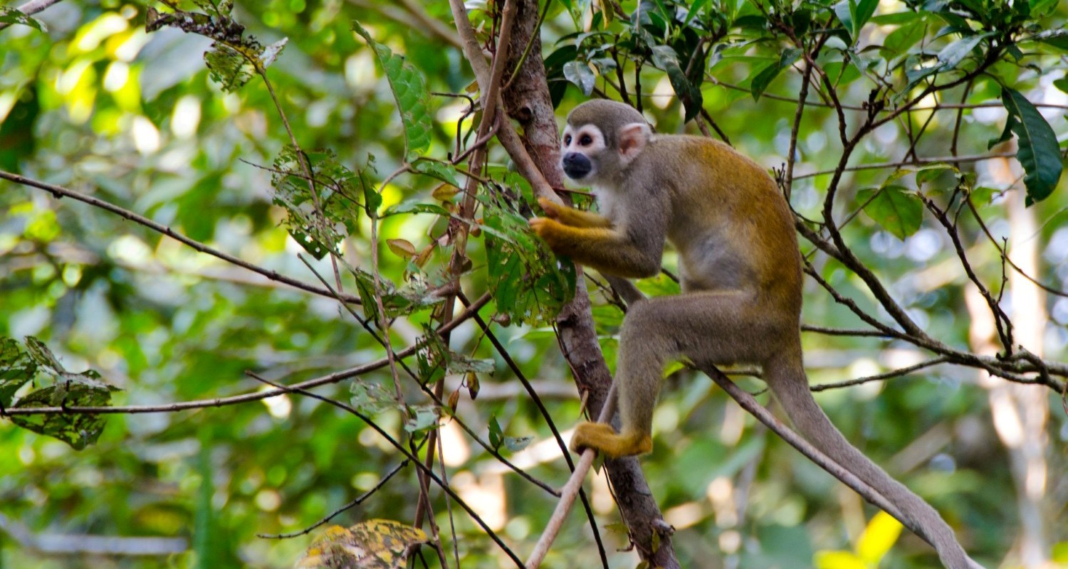 Luxury Travel Tour To Ecuador Amazon Wildlife