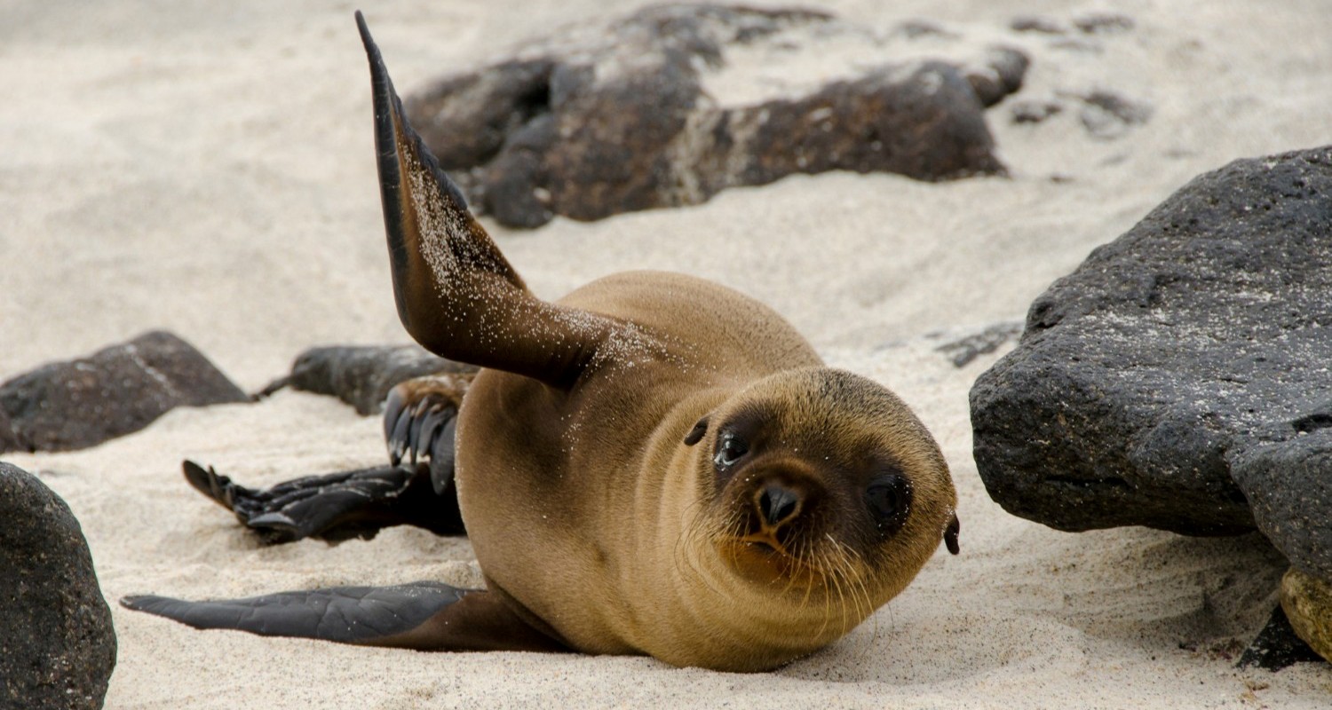 Luxury Travel Tour To Ecuador Galapagos Beach Sealion