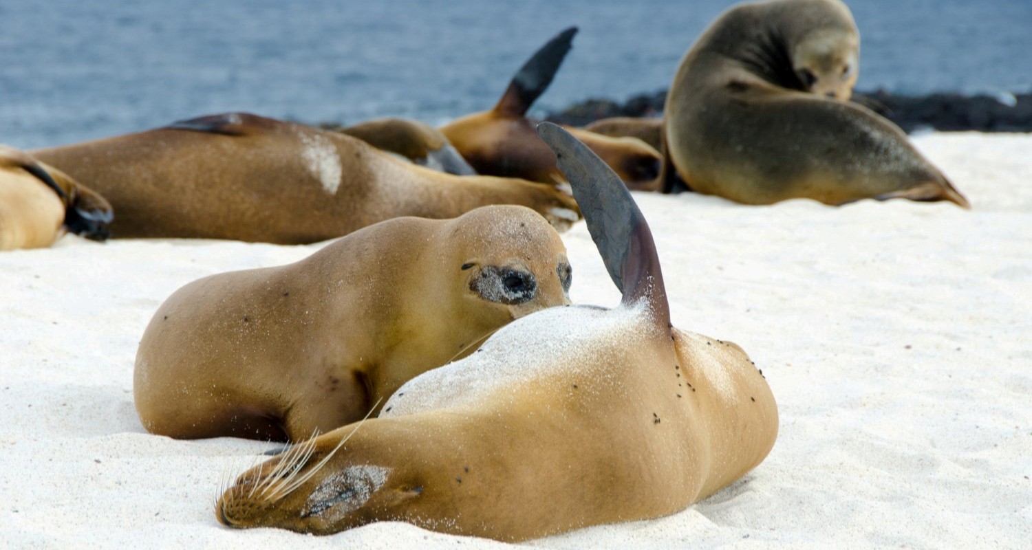 Luxury Travel Tour To Ecuador Galapagos Beach Sealions
