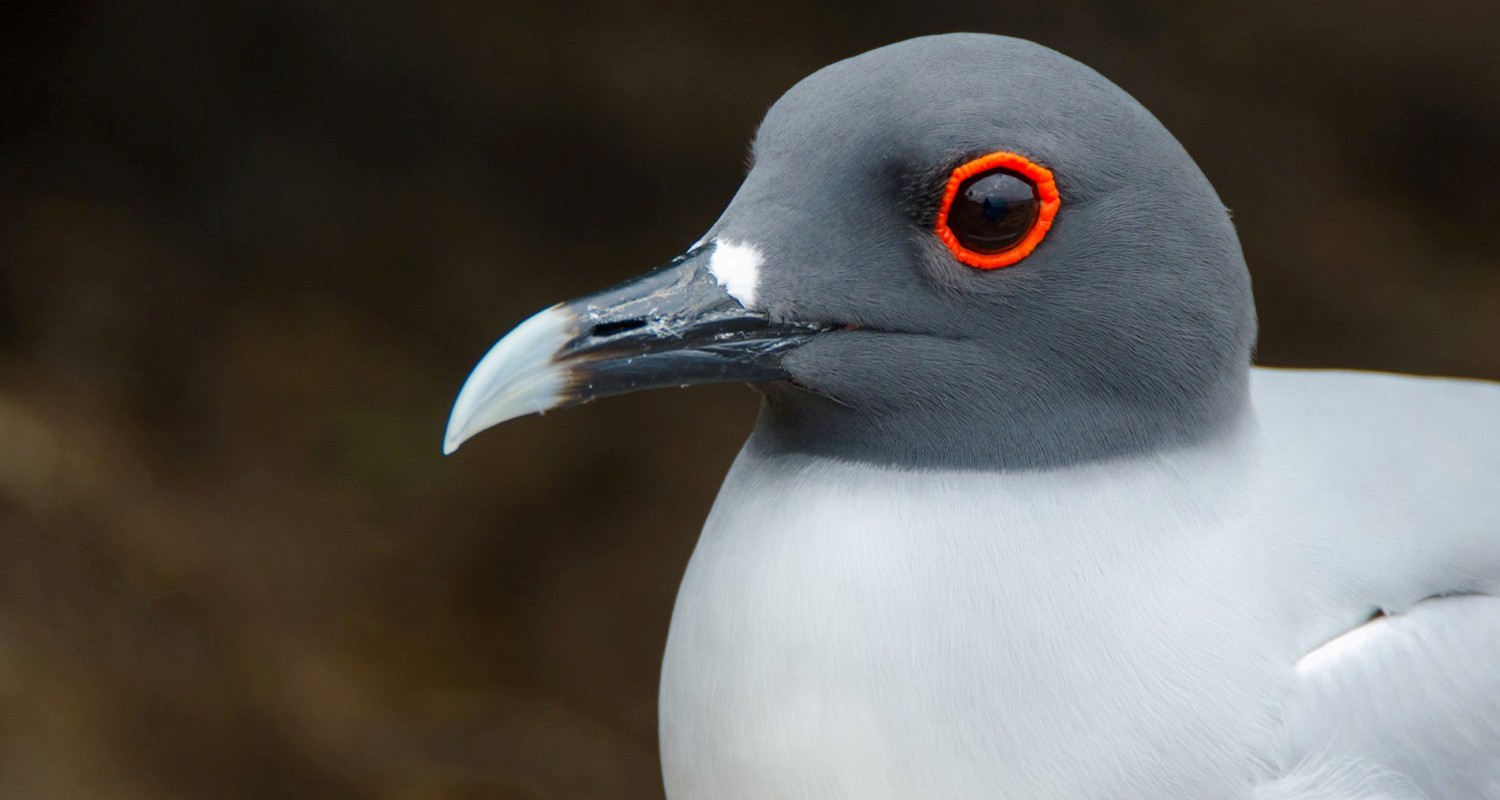 Luxury Travel Tour To Ecuador Galapagos Birds