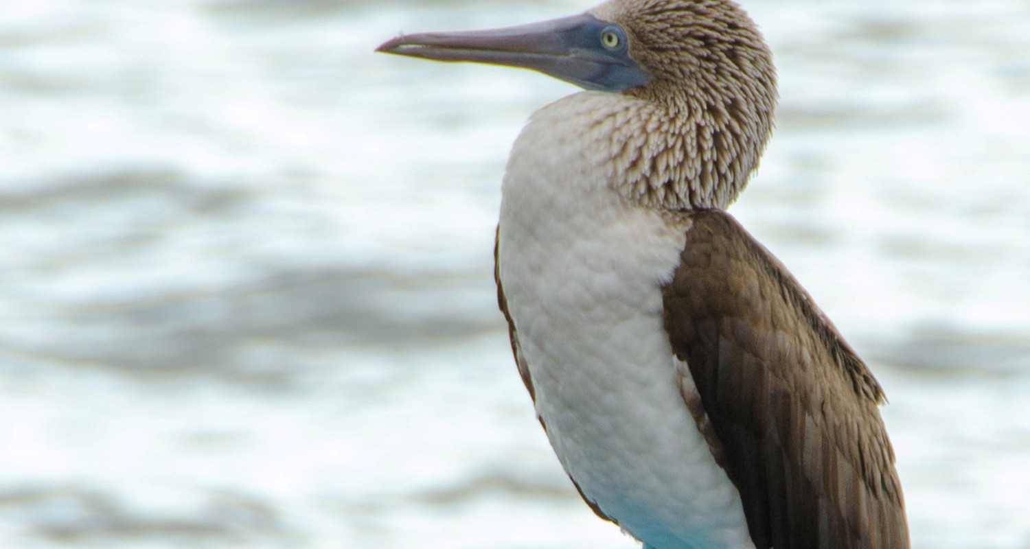 Luxury Travel Tour To Ecuador Galapagos Bluefooted Booby
