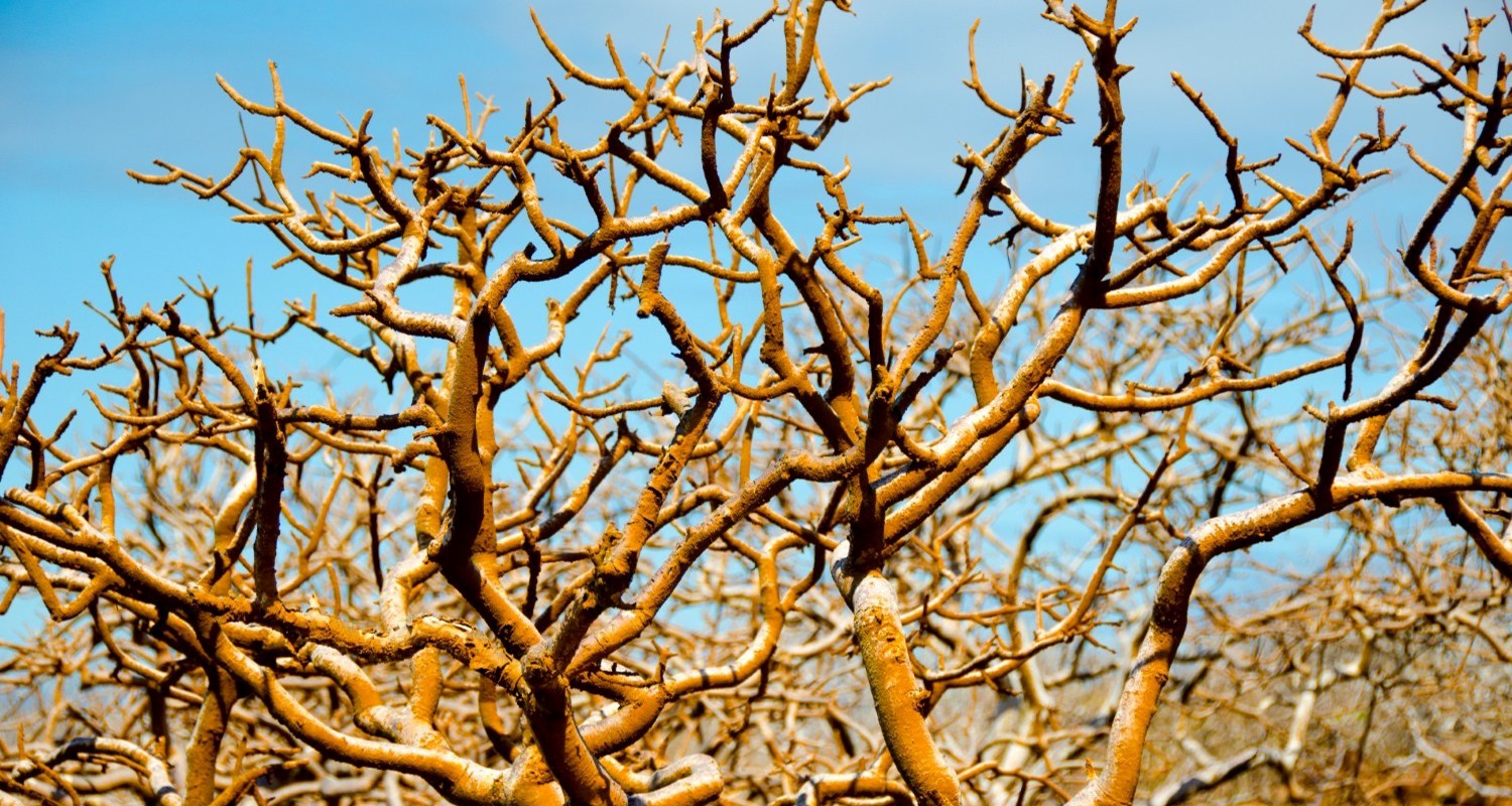Luxury Travel Tour To Ecuador Galapagos Islands Scene