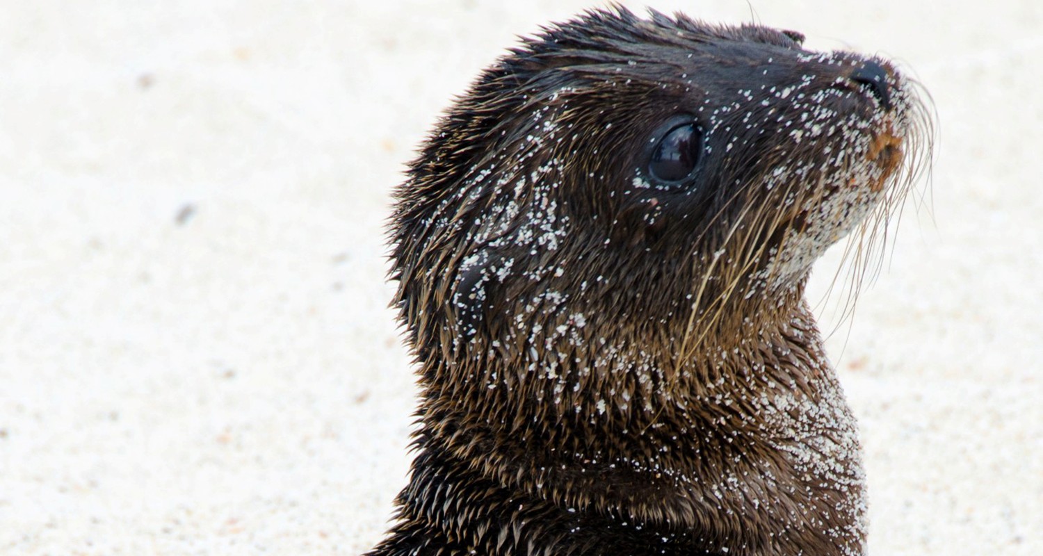 Luxury Travel Tour To Ecuador Galapagos Islands Sea Lion