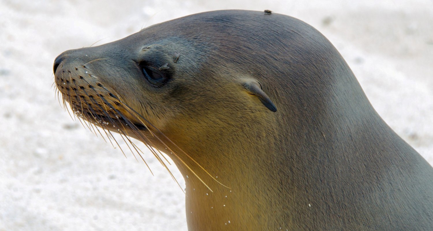 Luxury Travel Tour To Ecuador Galapagos Islands Sealion