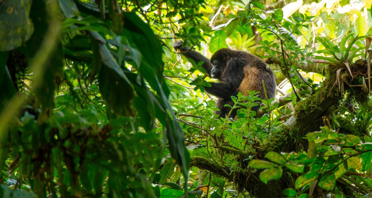 Luxury Travel Tour Vacation To Nicaragua Mombacho Volcano Howler Monkey-